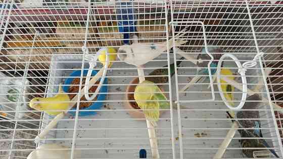 Продам волнистых попугаев Алматы