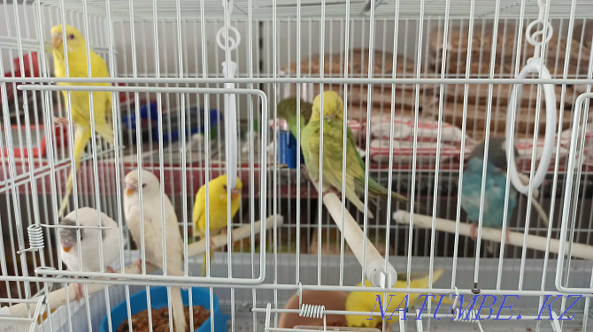 Продам волнистых попугаев Алматы - изображение 1