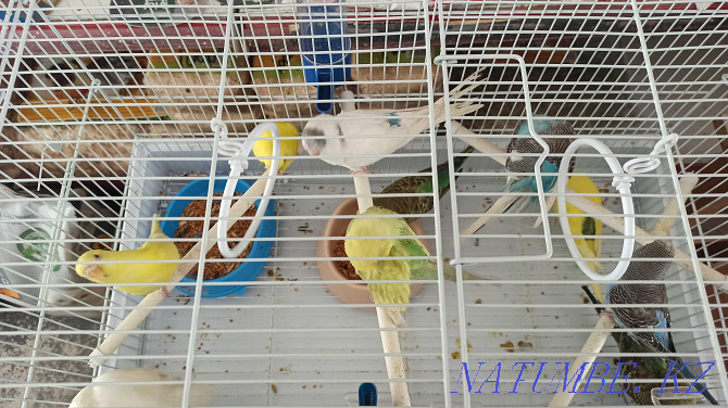 Продам волнистых попугаев Алматы - изображение 2