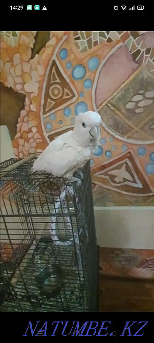 Сату. Тотықұс. Какаду тұқымдары. Алгабас - изображение 1