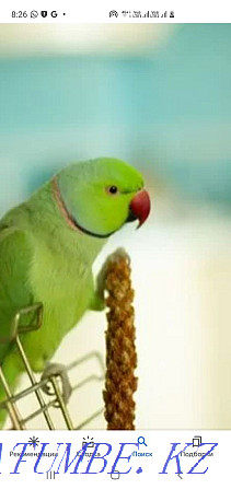 Ожереловый попугай Алматы - изображение 1