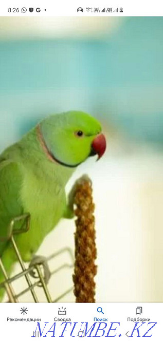 necklace parrot Almaty - photo 1