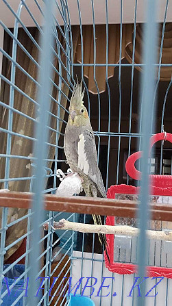 parrot , , Taraz - photo 4