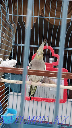 parrot , , Taraz - photo 1