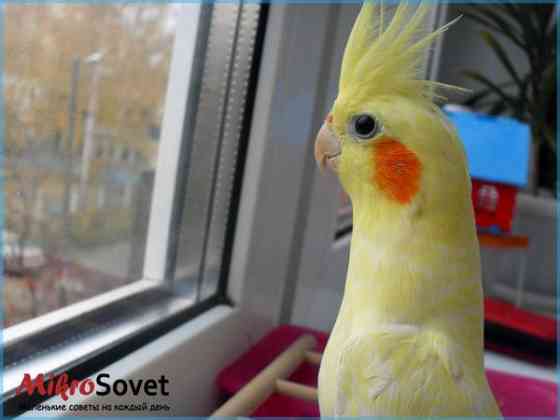 Попугаи корелла птенцы Ust-Kamenogorsk