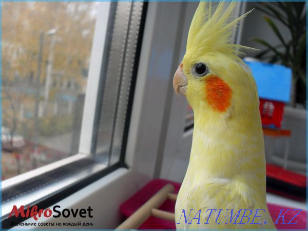 Corella parrots chicks Ust-Kamenogorsk - photo 1