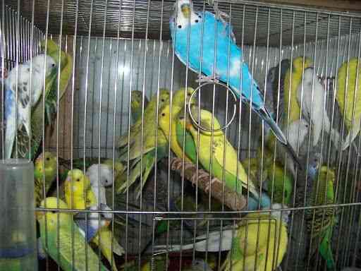 Волнистые попугаи Shymkent