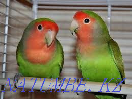 Parrot Lovebirds Shymkent - photo 1