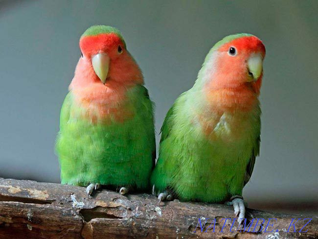 Parrot Lovebirds Shymkent - photo 3