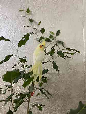 Попугай корелла лютина желтая 
