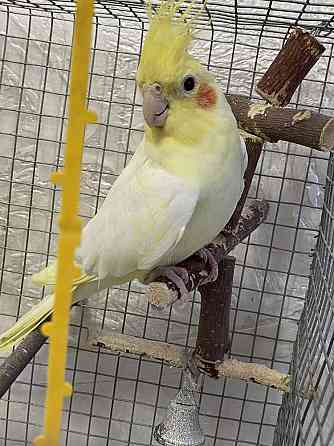 Попугай корелла лютина желтая 