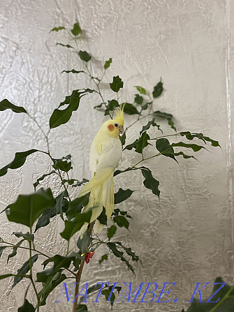 Parrot cockatiel lutina yellow  - photo 1