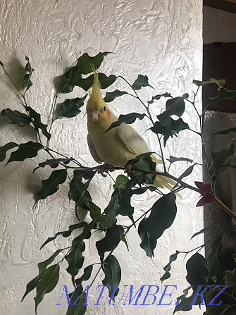 Parrot cockatiel lutina yellow  - photo 3