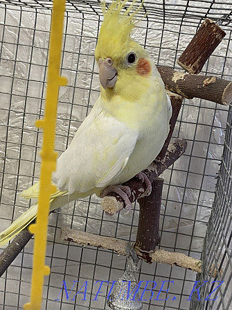 Parrot cockatiel lutina yellow  - photo 2