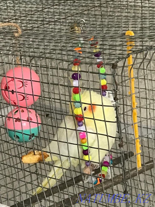 Тотықұс лютина сары  - изображение 4