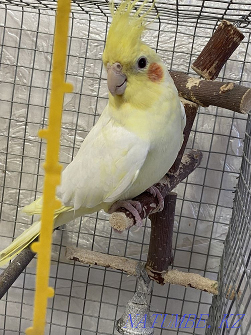 Тотықұс лютина сары  - изображение 2