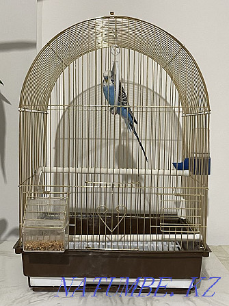 волнистый попугай+клетка, 9 месяцев Актобе - изображение 3