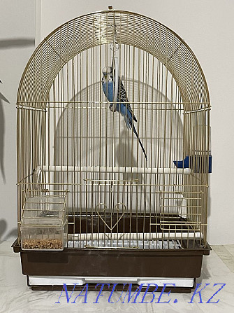 волнистый попугай+клетка, 9 месяцев Актобе - изображение 4