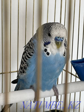 волнистый попугай+клетка, 9 месяцев Актобе - изображение 1
