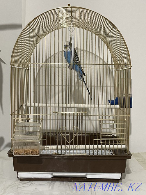 волнистый попугай+клетка, 9 месяцев Актобе - изображение 4