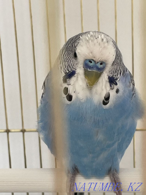 волнистый попугай+клетка, 9 месяцев Актобе - изображение 2