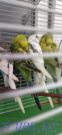 Птенцы волнистых попугаев Алматы - изображение 4