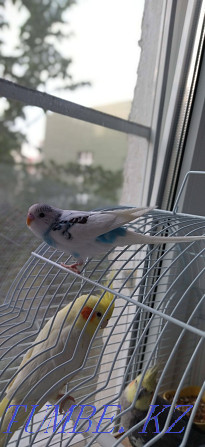 Птенцы волнистых попугаев Алматы - изображение 2