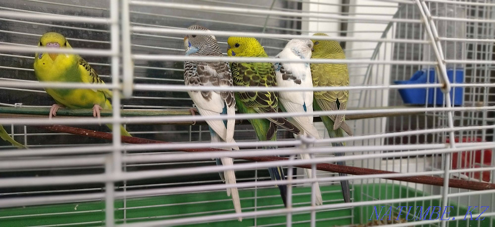 попугая балапандар  Алматы - изображение 3