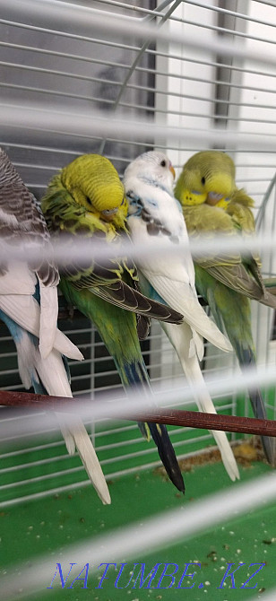 попугая балапандар  Алматы - изображение 4