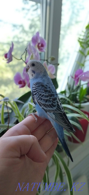 попугая балапандар  Алматы - изображение 1