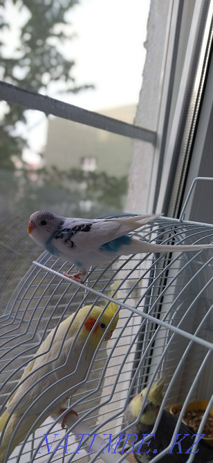 попугая балапандар  Алматы - изображение 2