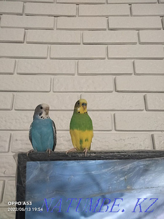 Волнистые попугаи Атырау - изображение 1