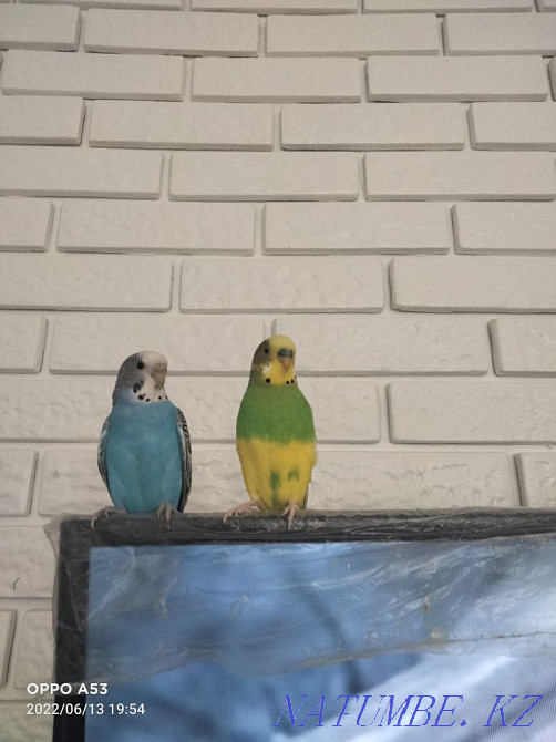 budgerigars Atyrau - photo 1