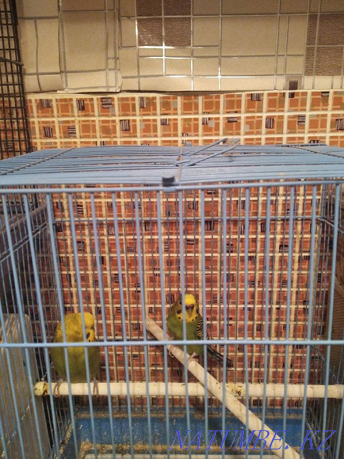 Продам попугаев пару  - изображение 1