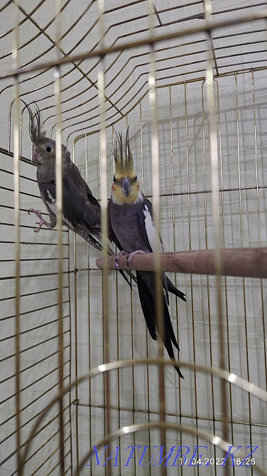 cockatiel parrot pair ready Shymkent - photo 2