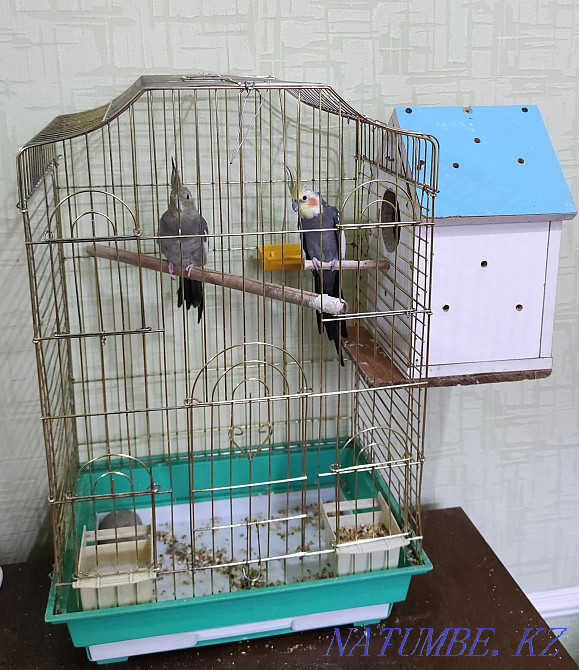 cockatiel parrot pair ready Shymkent - photo 1