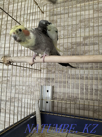 Corella parrot with cage Aqtau - photo 2