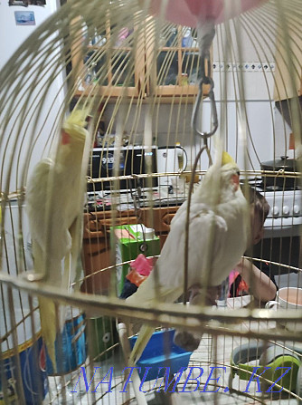 I will sell Karelian parrots, a boy and a girl, very beautiful and active, Astana - photo 3