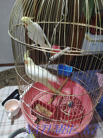 I will sell Karelian parrots, a boy and a girl, very beautiful and active, Astana - photo 2