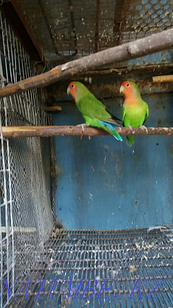 lovebird parrot Almaty - photo 2