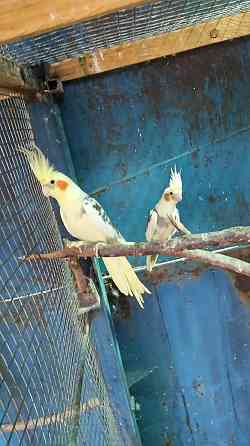 попугай кареллы пара Боралдай