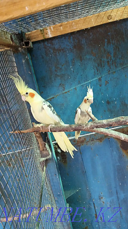 попугай кареллы пара Боралдай - изображение 3