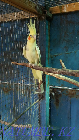 попугай кареллы пара Боралдай - изображение 4