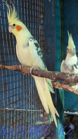 попугай кареллы пара Боралдай - изображение 1