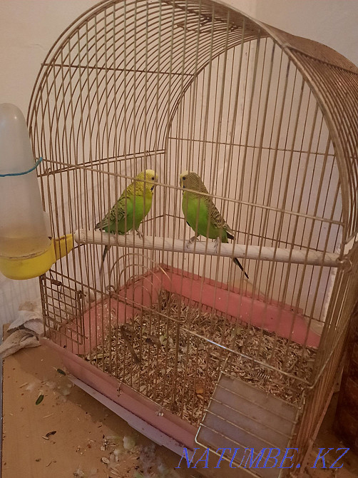budgerigars Almaty - photo 3