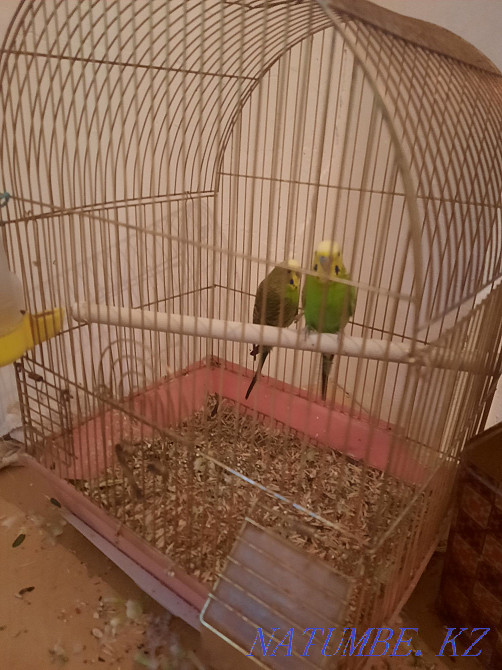 budgerigars Almaty - photo 1