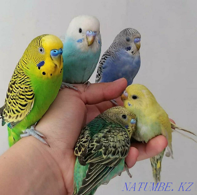 Волнистые попугаи домашние Шымкент - изображение 1