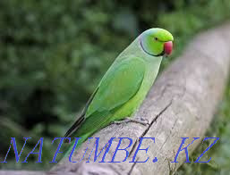 necklace parrot Almaty - photo 1