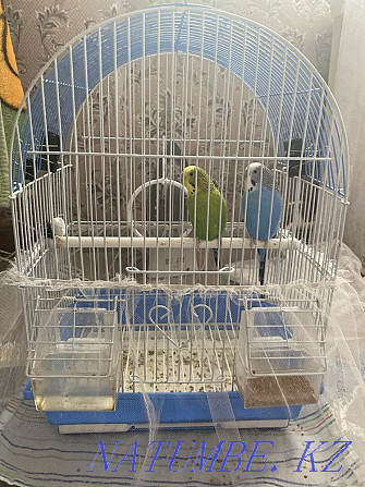 Попугай зеленый и синий Темиртау - изображение 1