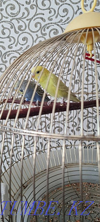 wavy parrot for sale Astana - photo 2